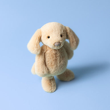 Timide Luxe Chiot Orlando